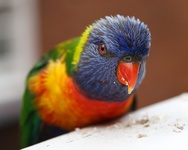 Php Imagick Resizeimage